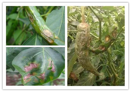 辣椒苗定植后感染炭疽病后各部位發(fā)病癥狀