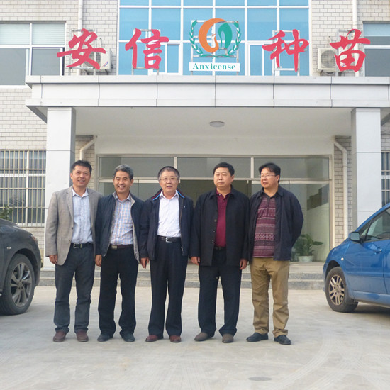 云南省農業(yè)廳王廳長蒞臨安信番茄苗基地視察