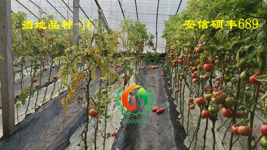 同樣是西紅柿苗，田間表現(xiàn)咋就差別這么大呢