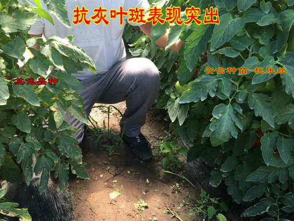 桃樂(lè)絲-紅果番茄 